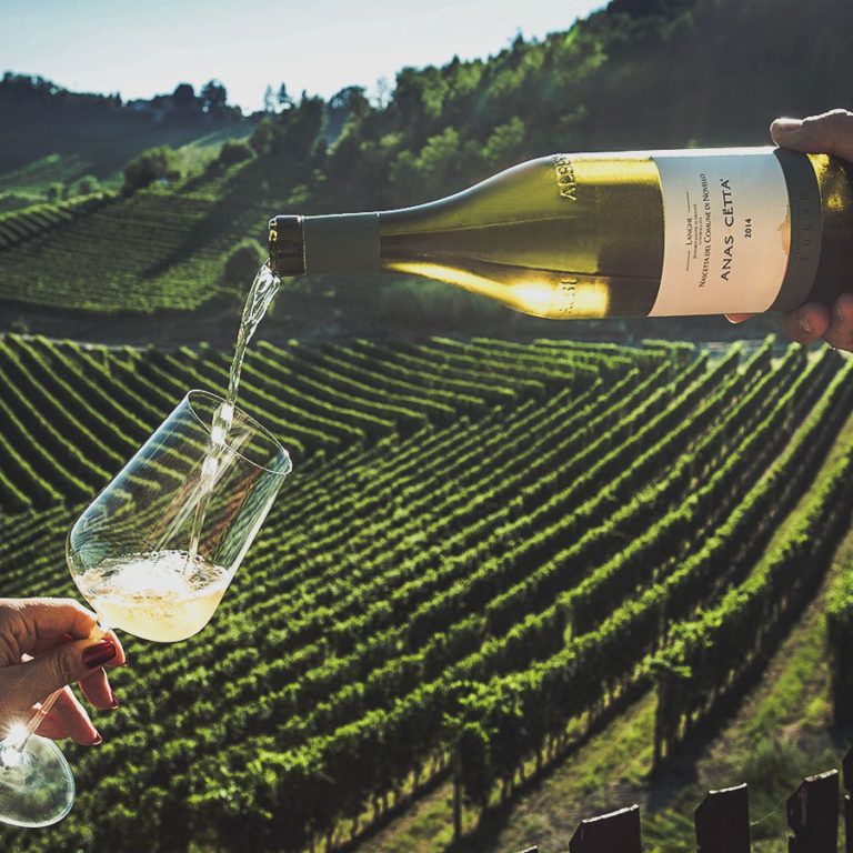 Scopri di più sull'articolo Nas-cëtta di Novello, l’oro delle Langhe riscoperto da 11 produttori