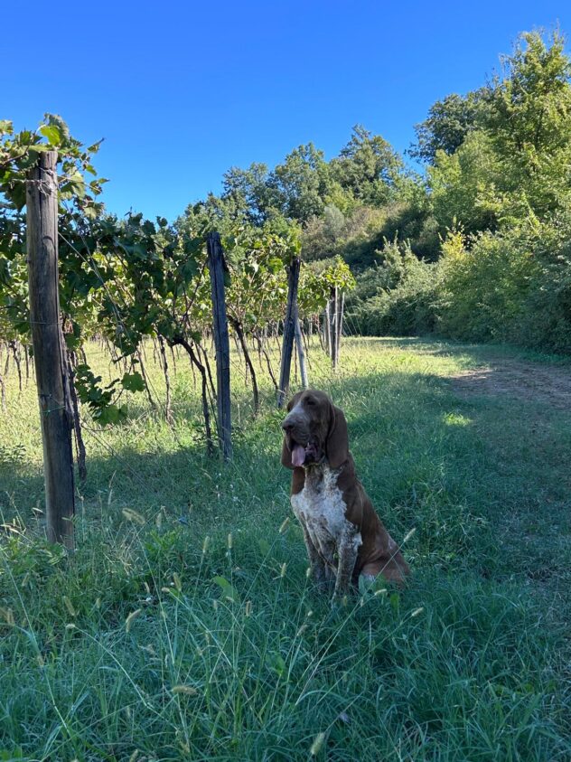 Podere Sassi, Leonardo e il coraggio di aprire una finestra sul futuro della sua terra
