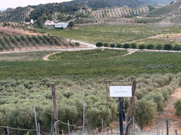 Librandi, viaggio nella Calabria del vino: il museo tra le vigne e il giardino segreto dei 200 vitigni